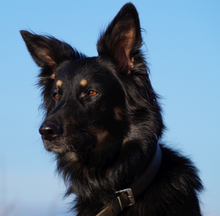 Jack